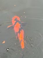 Hi Utsuri koi – 40/45 cm – mooie contrastrijke koi, Karper of Koi