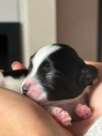 Boompoo pups, nog 1 reu en 1 teefje (toy poedel x boomer), 8 tot 15 weken, Meerdere, Meerdere dieren, Nederland