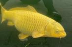 Diverse grote koi karpers 55-75cm, Dieren en Toebehoren, Vissen | Vijvervissen, Karper of Koi