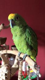 Geelvoorhoofd Amazone aangeboden, Dieren en Toebehoren, Vogels | Parkieten en Papegaaien, Vrouwelijk, Papegaai, Pratend