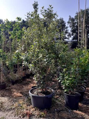 Quercus ilex (groot!) Meerstammig  beschikbaar voor biedingen