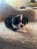 Cavalier king Charles pups, Dieren en Toebehoren, Meerdere, Nederland, Particulier, Reu