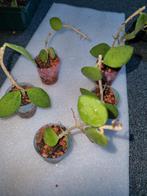 Hoya nummularioides, Ophalen of Verzenden, Overige soorten, Minder dan 100 cm