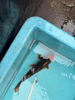 Koikarper koi vis vissen karper vijver met mooi rood hoofd, Dieren en Toebehoren, Vissen | Vijvervissen, Karper of Koi