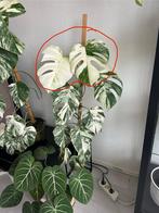 Monstera albo variegata 15€ per stekje, Huis en Inrichting, Kamerplanten, Overige soorten, In pot, Minder dan 100 cm, Groene kamerplant