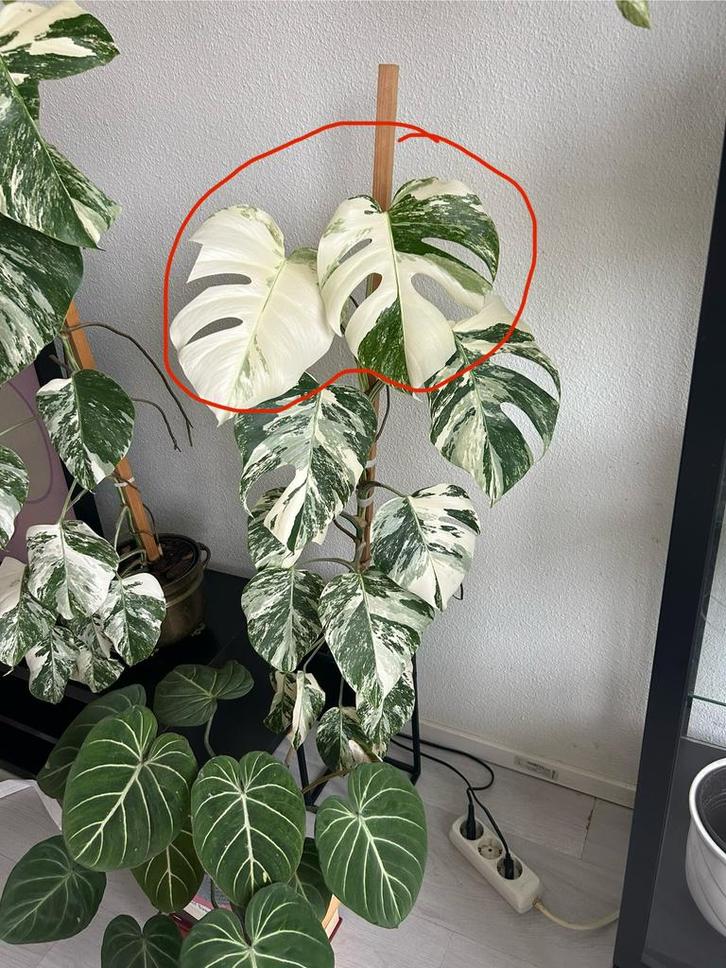 Monstera albo variegata 15€ per stekje, Huis en Inrichting, Kamerplanten, Overige soorten, Minder dan 100 cm, Groene kamerplant