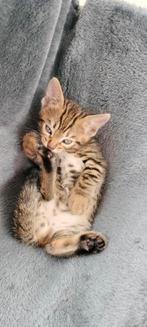 Bengaal/Savannah kittens, Dieren en Toebehoren, Katten en Kittens | Raskatten | Korthaar, Gechipt, Meerdere dieren, 0 tot 2 jaar