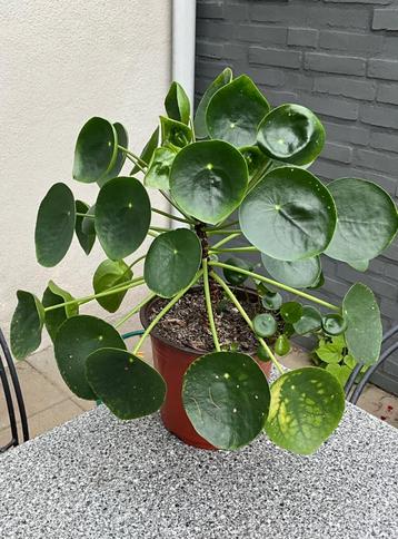 Pannenkoekplant  beschikbaar voor biedingen