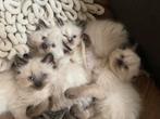 Ragdoll x maine coon kittens, Meerdere dieren, Gechipt, 0 tot 2 jaar