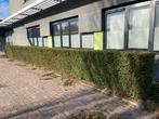 Taxus Haag - Prachtige Groenblijvende Haagplant, Ophalen, Taxus, Haag, 100 tot 250 cm