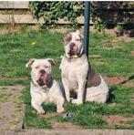 EEN gouden mandje American Bully XL, Teef, Eén hond, 3 tot 5 jaar, Nederland