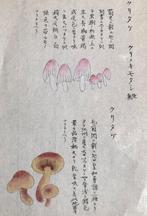 Botanische aquarel Iwasaki Tsunemasa Honzo Zufu paddestoelen, Antiek en Kunst, Kunst | Etsen en Gravures, Ophalen of Verzenden