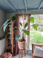Grote plant strelitzia nicolai, Ophalen, Overige soorten, 200 cm of meer