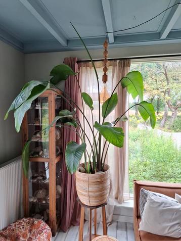 Grote plant strelitzia nicolai  beschikbaar voor biedingen