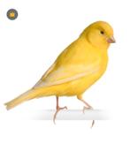 Gezocht overleden gele kanarie, Dieren en Toebehoren, Vogels | Kanaries, Mannelijk, Kleurkanarie