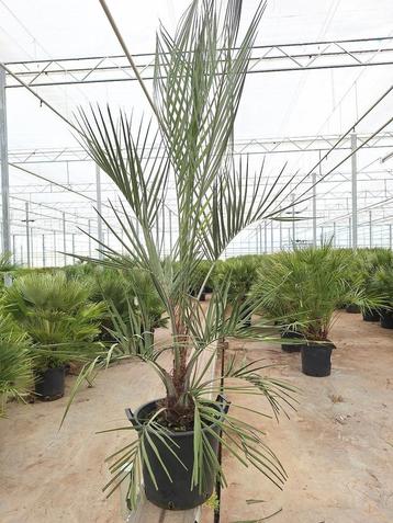 Butia Capitata palmboom  beschikbaar voor biedingen
