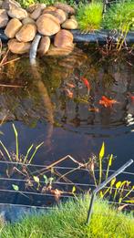 Butterfly koi, Karper of Koi