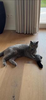 Britse korthaar kater, Dieren en Toebehoren, Kater