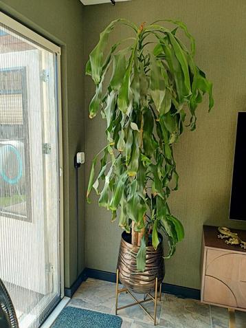 Grote Dracaena Kamerplant 150cm - Alleen afhalen beschikbaar voor biedingen