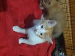Kittens te koop, Dieren en Toebehoren, Katten en Kittens | Raskatten | Korthaar, Meerdere dieren, Ontwormd, 0 tot 2 jaar