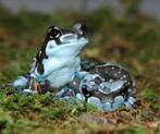 Trachycephalus resinifictrix (Melk kikker) - Gezocht, Dieren en Toebehoren, Slang, 0 tot 2 jaar