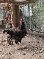 Gratis 2 hanen kruising Brahma/Barnevelder, Dieren en Toebehoren, Mannelijk, Kip