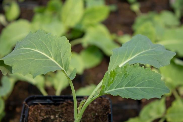 (ASPERGE)BROCCOLI 'Nine-star Perennial, Tuin en Terras, Planten | Tuinplanten, Overige soorten, Volle zon, Ophalen of Verzenden
