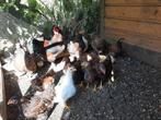 Jonge kippen / kuikens, zelf uitzoeken, Dieren en Toebehoren, Pluimvee, Meerdere dieren, Kip