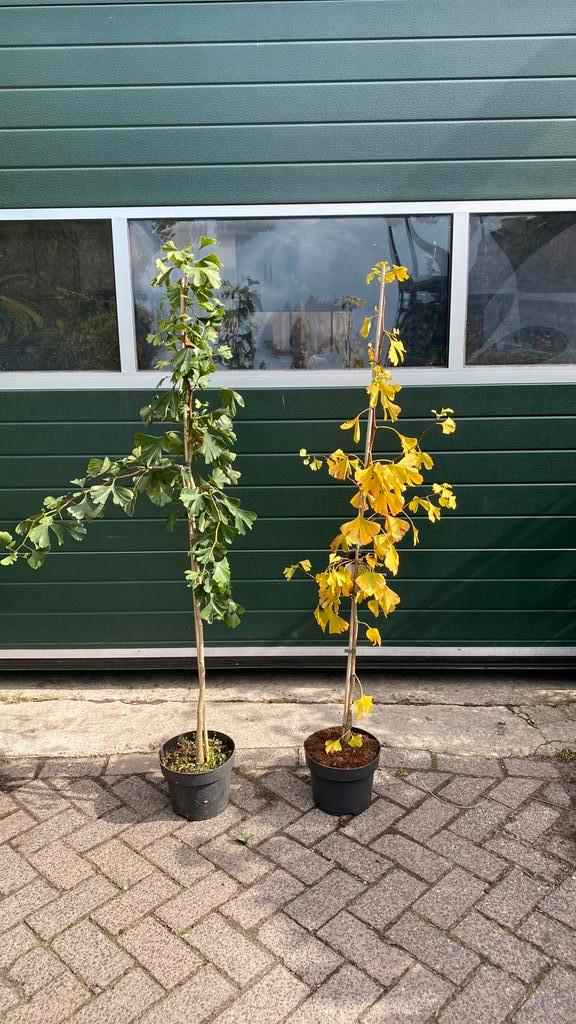 Ginko biloba 1,40 hoog €25, Tuin en Terras, Planten | Bomen, Overige soorten, Volle zon, Bloeit niet, Ophalen