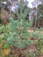 Pinus Sylvestris te koop, Grove Den, Bloeit niet, Overige soorten, 100 tot 250 cm, Ophalen