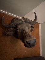 Echte opgezette BUFFEL, Verzamelen, Dierenverzamelingen, Ophalen, Zo goed als nieuw, Wild dier, Opgezet dier