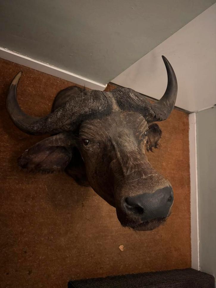 Echte opgezette BUFFEL, Verzamelen, Dierenverzamelingen, Zo goed als nieuw, Opgezet dier, Wild dier, Ophalen