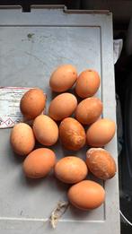 10 leghennen!, Vrouwelijk, Kip