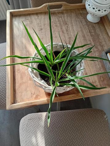 Jonge Yucca Plantjes beschikbaar voor biedingen