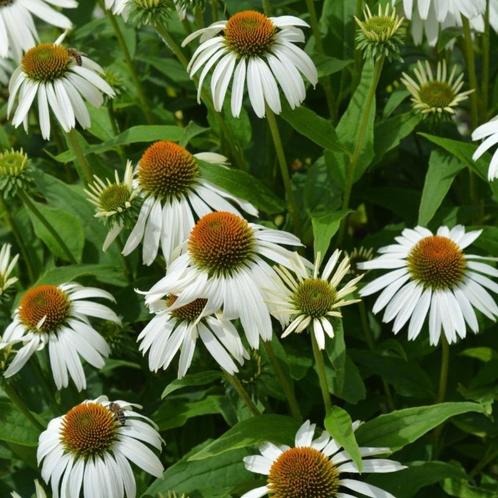 Zonnehoed - Echinacea (purpurea), Tuin en Terras, Planten | Tuinplanten, Vaste plant, Overige soorten, Volle zon, Zomer, Ophalen of Verzenden