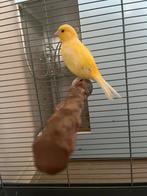 Vogel, Dieren en Toebehoren, Vogels | Kanaries, Mannelijk, Zangkanarie