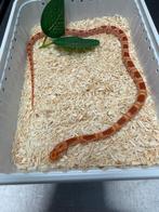 Rattenslang Reverse Oketee Sunkissed Het Stripe, Dieren en Toebehoren, Slang, 0 tot 2 jaar