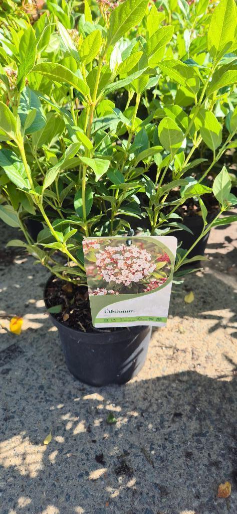 Viburnum tinus, Tuin en Terras, Planten | Tuinplanten, Vaste plant, Overige soorten, Halfschaduw, Winter, Ophalen