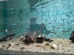 Kardinaal tetra, Paracheirodon axelrodi, Vis, Zoetwatervis