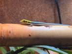 Phemsuma klemmeri 0.0.1, Dieren en Toebehoren, Reptielen en Amfibieën, 0 tot 2 jaar