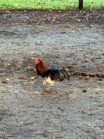 Haan gratis, Dieren en Toebehoren, Pluimvee, Mannelijk, Kip