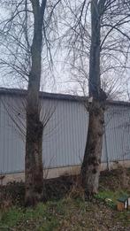 Gratis haardhout, Minder dan 3 m³, Ophalen of Verzenden