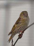 4-4 Europese sijsen Pastel x Bruin, Dieren en Toebehoren, Vogels | Overige Vogels, Meerdere dieren, Wildzangvogel, Geringd