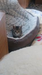 Lieve leuke kitten, Poes, Kortharig, 0 tot 2 jaar