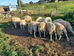 Swifter Dekrammen zwoegervrij, scrapievrij, dubbel myomax, Mannelijk, Schaap, 0 tot 2 jaar