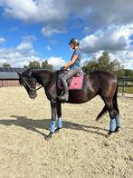 Brave dressuur-/recreatiemerrie 1.70m Ferdeaux x Valdez, Dieren en Toebehoren, Paarden, Merrie, Gechipt, Dressuurpaard, 170 tot 175 cm