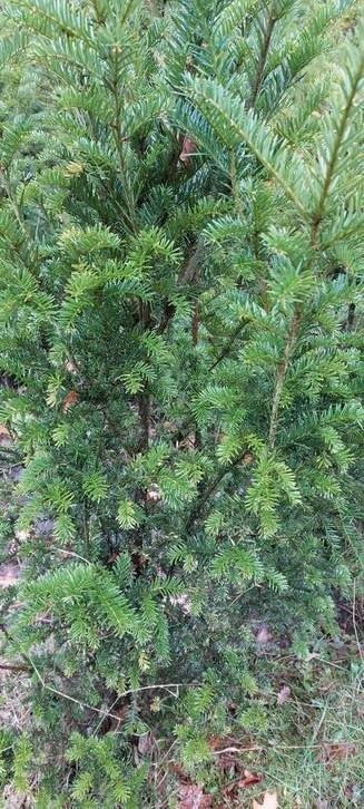 Kerstgroen beschikbaar voor biedingen