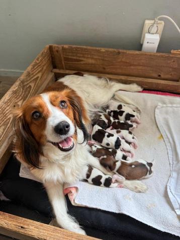 Kooiker puppies  beschikbaar voor biedingen