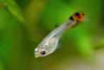 Baby guppies te koop, Vis