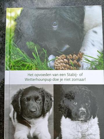 Opvoeden Stabij- of Wetterhounpup beschikbaar voor biedingen